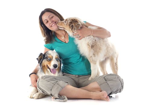purebred australian shepherds and woman  in front of white background