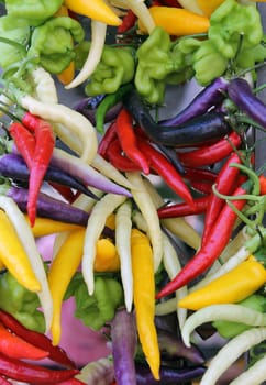 Background of colorful chili and bell peppers.