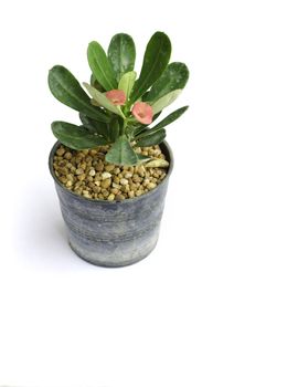 Pink flower in pot on white background 