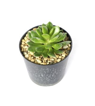 Potted cactus on white background