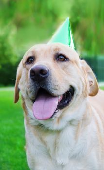 Portrait of Labrador retriever with birthday hat