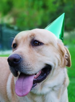 Portrait of Labrador retriever with birthday hat