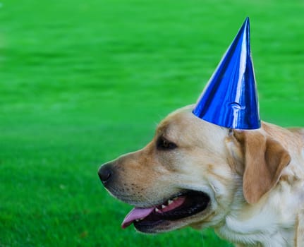 Portrait of Labrador retriever with birthday hat