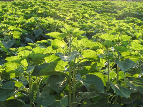 Green sunflower leaf field without flower