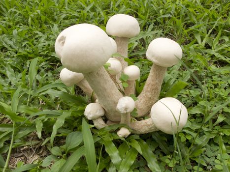 Group of white mushrooms grow in grass