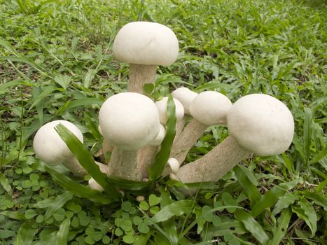 Group of white mushrooms grow in grass