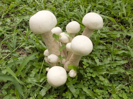 Group of white mushrooms grow in grass