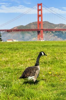 San Francisco bridge USA with a goose is walking in the grass