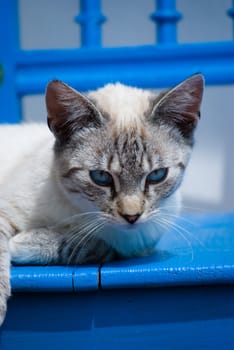 kitten