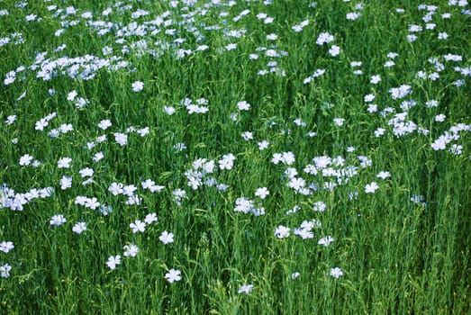 flax field
