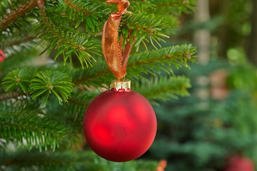  Christmas decoration beautiful red golden balls on a festive tree                              