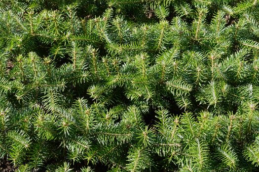 Closeup of Christmas pine fir tree branches background                               