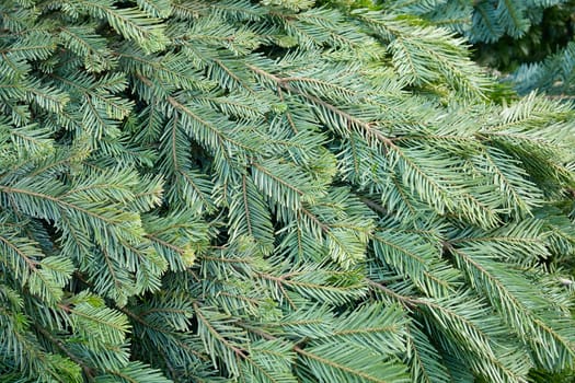 Closeup of Christmas pine fir tree branches background