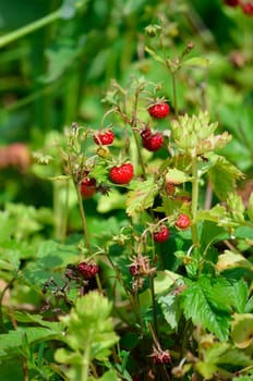 strawberries