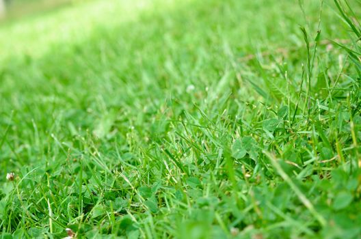 grass
