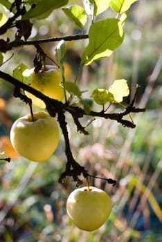 apple tree