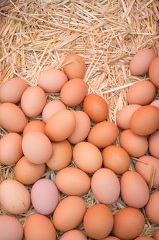 Fresh eggs displayed on hay