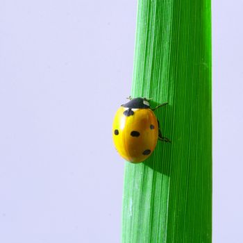 ladybug on grass isolated on white