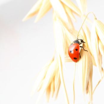 ladybug on wheat isolated white background