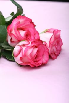 beautiful pink rose macro closeup