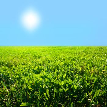 sky grass field nature background