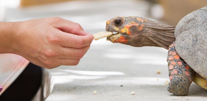 Cherry head red foot tortoise, Geochelone carbonaria