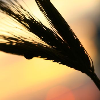 sunrise and wheat plant close up