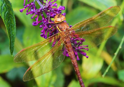 Close-up image of a Brown Hawker Dragonfly resting on a Buddleia flower.