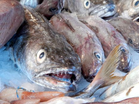 A detail of congers at fish market.