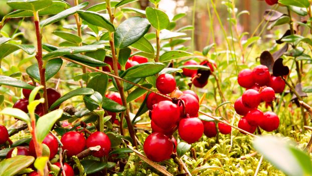 Red Cowberries or Lingonberries (Vaccinium vitis-idaea) growing in forest.                