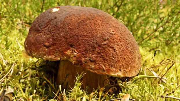 boletus edulis in the forest                 