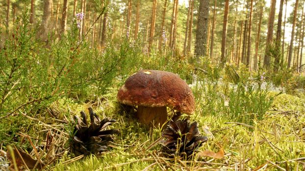 boletus edulis in the forest               