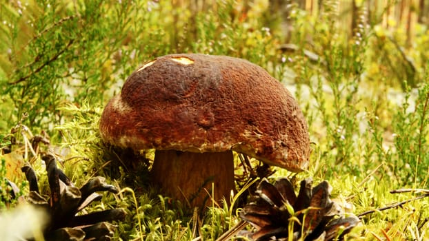 Boletus aereus mushroom (Porcini, Porcino, Cepe, Steinpilz) in natural habitat                 