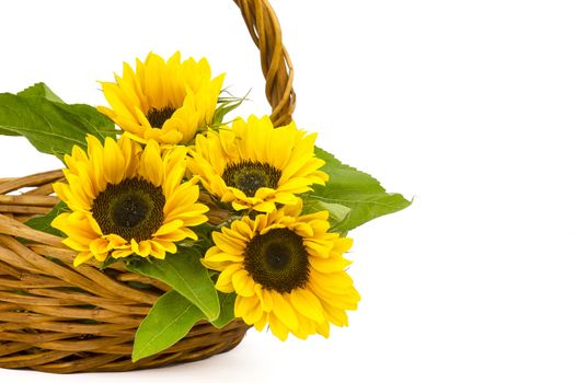 Beautiful sunflower bouquet in a basket (Helianthus)