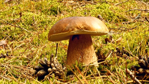 cep mushroom in a forest scene, shallow dof                  