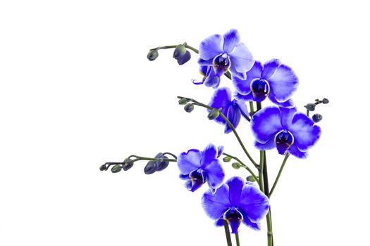 Beautiful violet orchid - phalaenopsis