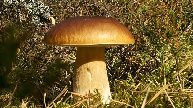 cep grow in a wood, close up, In a herb                      