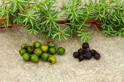 Juniper with ripe and unripe juniper berries. Green berries are unripe, black berries are ripe.Spices for venisson casseroles. 