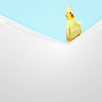 Parrot sitting on blank banner. Place for text