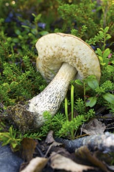 Brown cap boletus in July in Northern forests