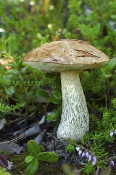 Brown cap boletus in July in the Northern forests