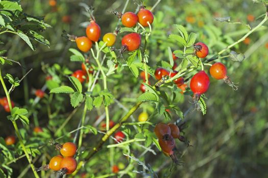 Green bush of a  dogrose with red fruits