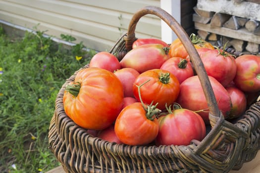 Red tomatoes in a wicker basket on the village