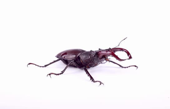 Stag beetle isolated on white background, close-up