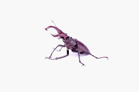 Stag beetle in a combat stance, isolated on white background