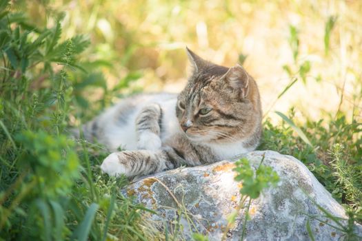 grey cat is enjoying nature