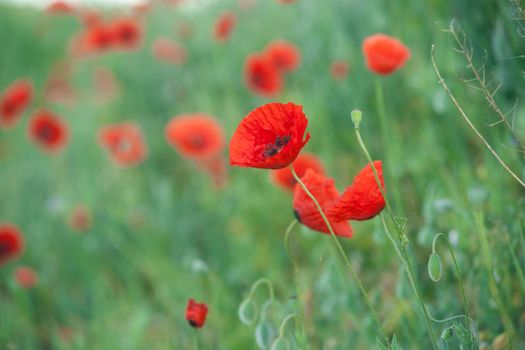 Field of Corn Poppy Flowers Papaver rhoeas in Spring