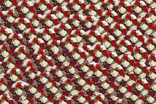 Background of red roses, white and yellow color