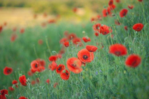 Field of Corn Poppy Flowers Papaver rhoeas in Spring