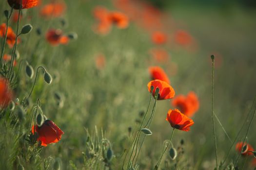 Field of Corn Poppy Flowers Papaver rhoeas in Spring